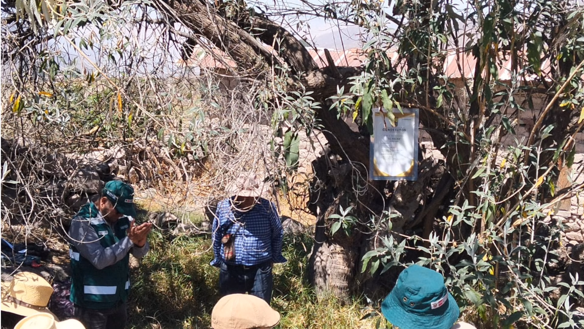 Arequipa: cuatro quishuares ubicados en Condesuyos son reconocidos como árboles patrimoniales