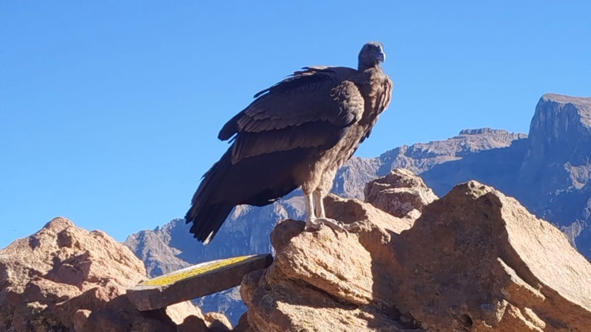 Valle del Colca: Serfor exhorta a proteger al cóndor andino ante posible desplazamiento por incendios 1 Valle del Colca: Serfor exhorta a proteger al cóndor andino ante posible desplazamiento por incendios