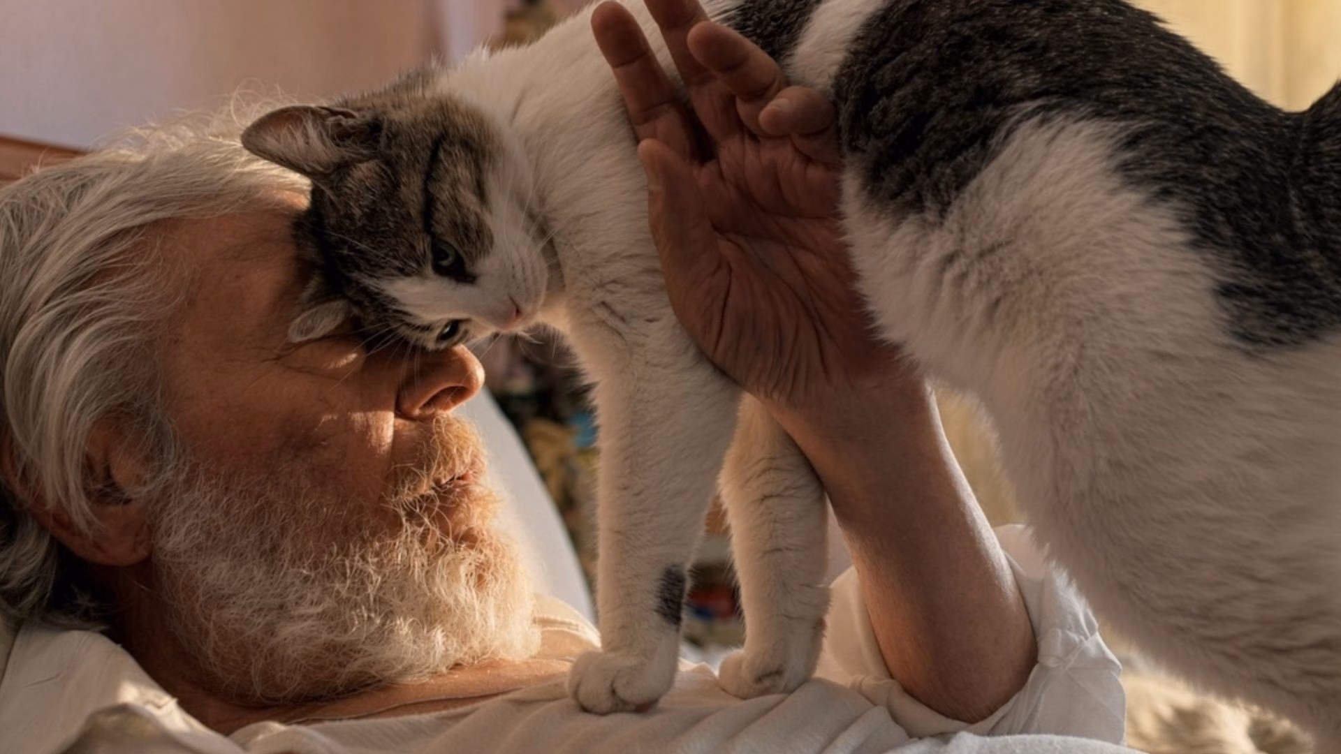 Cine: Simón, el gato testarudo llega al Perú con una historia sobre la soledad y la compañía