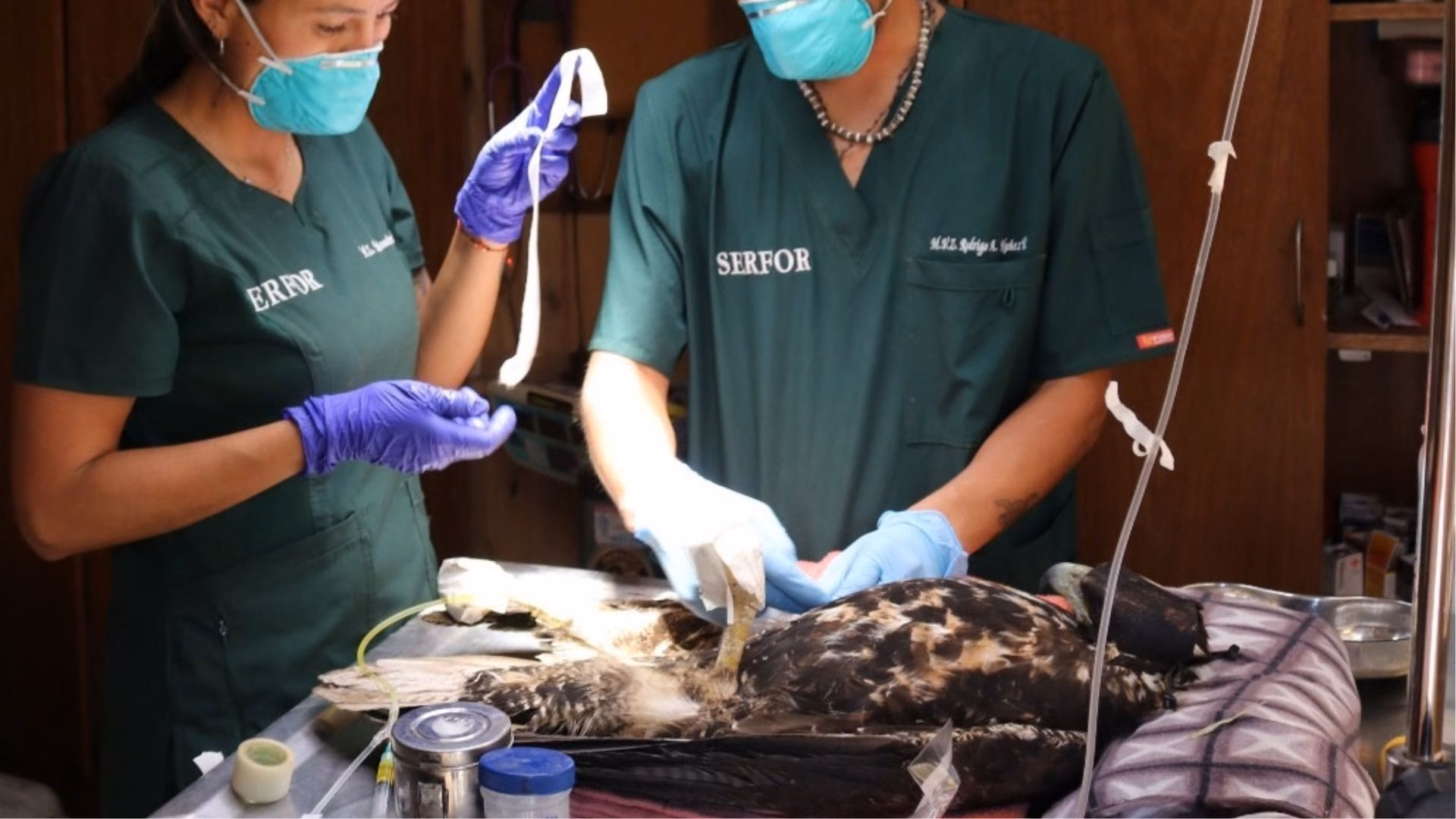 Arequipa: Serfor recupera y libera águila mora que fue hallada herida en el distrito de Vítor