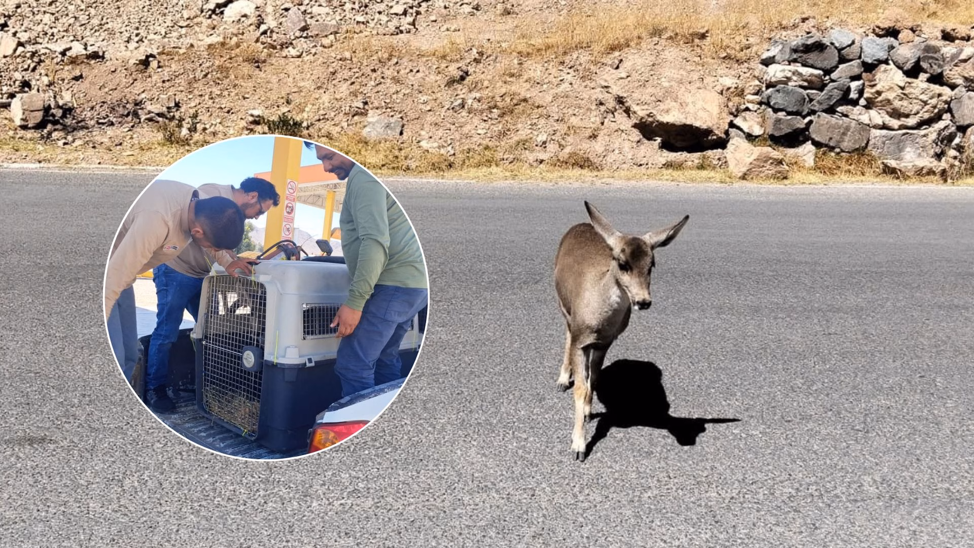 Arequipa: SERFOR rescata una taruca que era usada para fotografías con turistas en el Valle del Colca