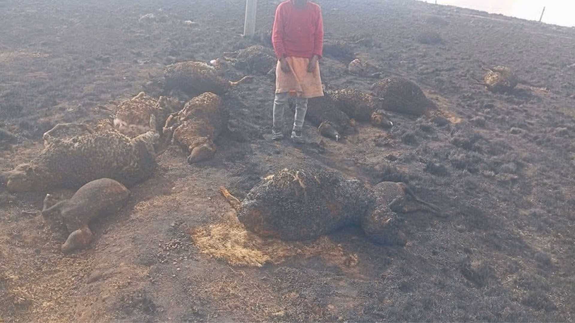 Cusco: incendios forestales consumen más de 4 mil hectáreas y afectan comunidades de Espinar