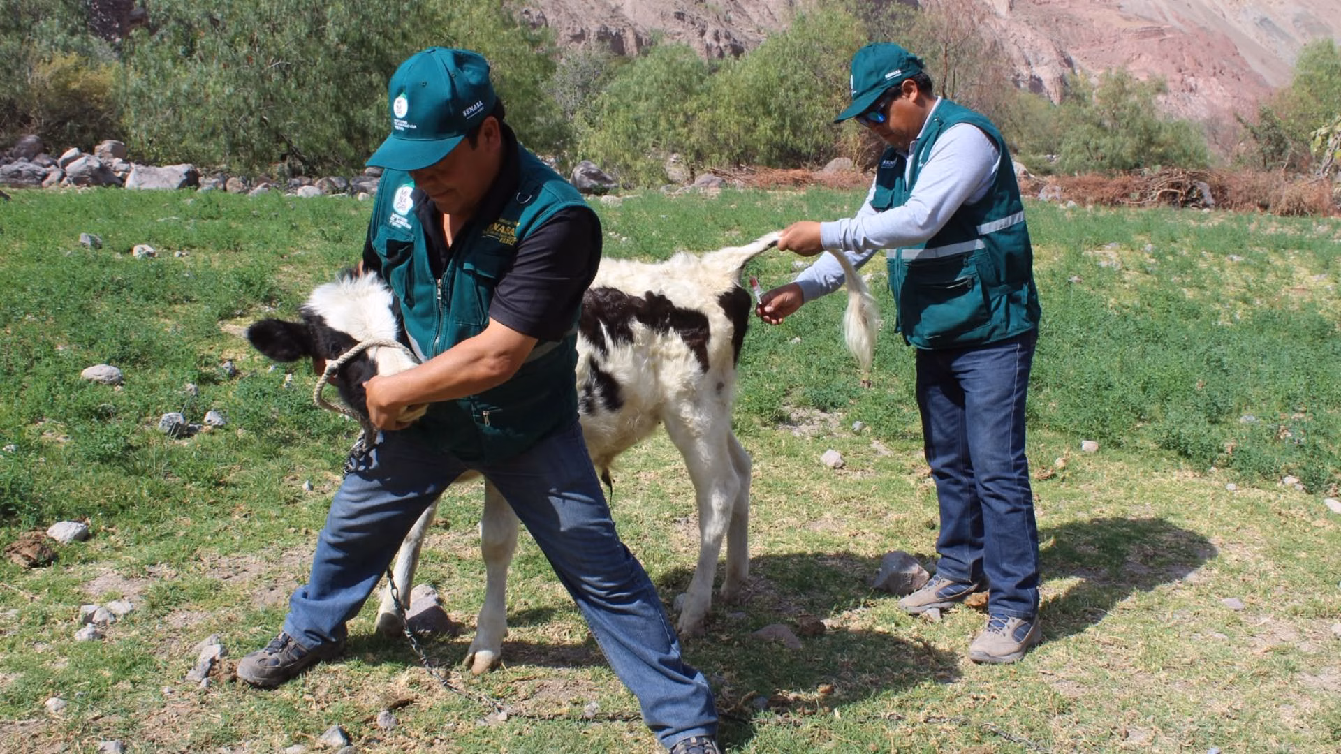 Arequipa: Senasa detecta 118 bovinos con brucelosis en 21 establos lecheros de Majes, será sacrificados