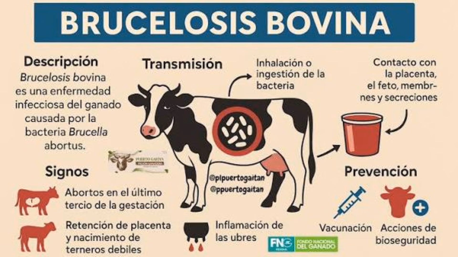 Arequipa: Senasa detecta 118 bovinos con brucelosis en 21 establos lecheros de Majes, será sacrificados