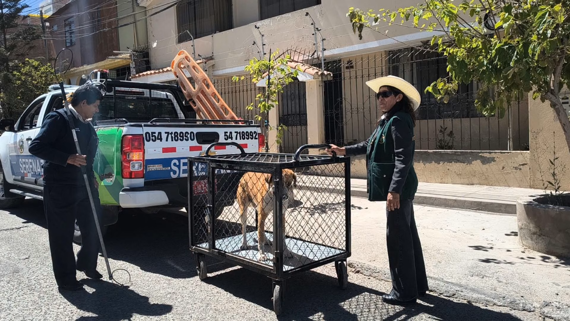 Arequipa: Paucarpata multará con hasta S/ 11 mil por tener a sus perros en la vía pública
