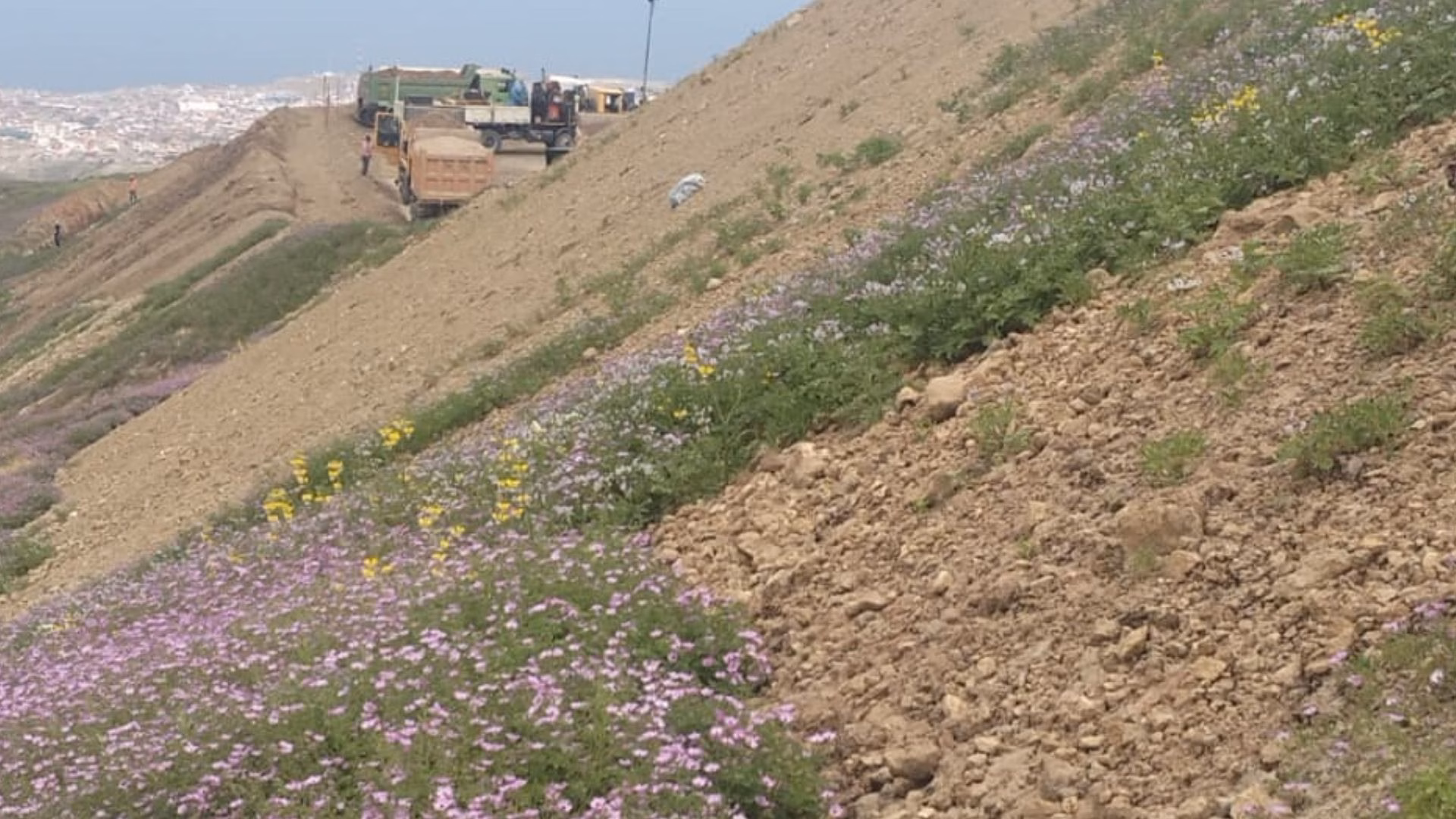 Arequipa: Serfor paraliza extracción de tierra en lomas de Yuta en Mollendo, ya afectaron 30 hectáreas 1 Arequipa: Serfor paraliza extracción de tierra en lomas de Yuta en Mollendo, ya afectaron 30 hectáreas