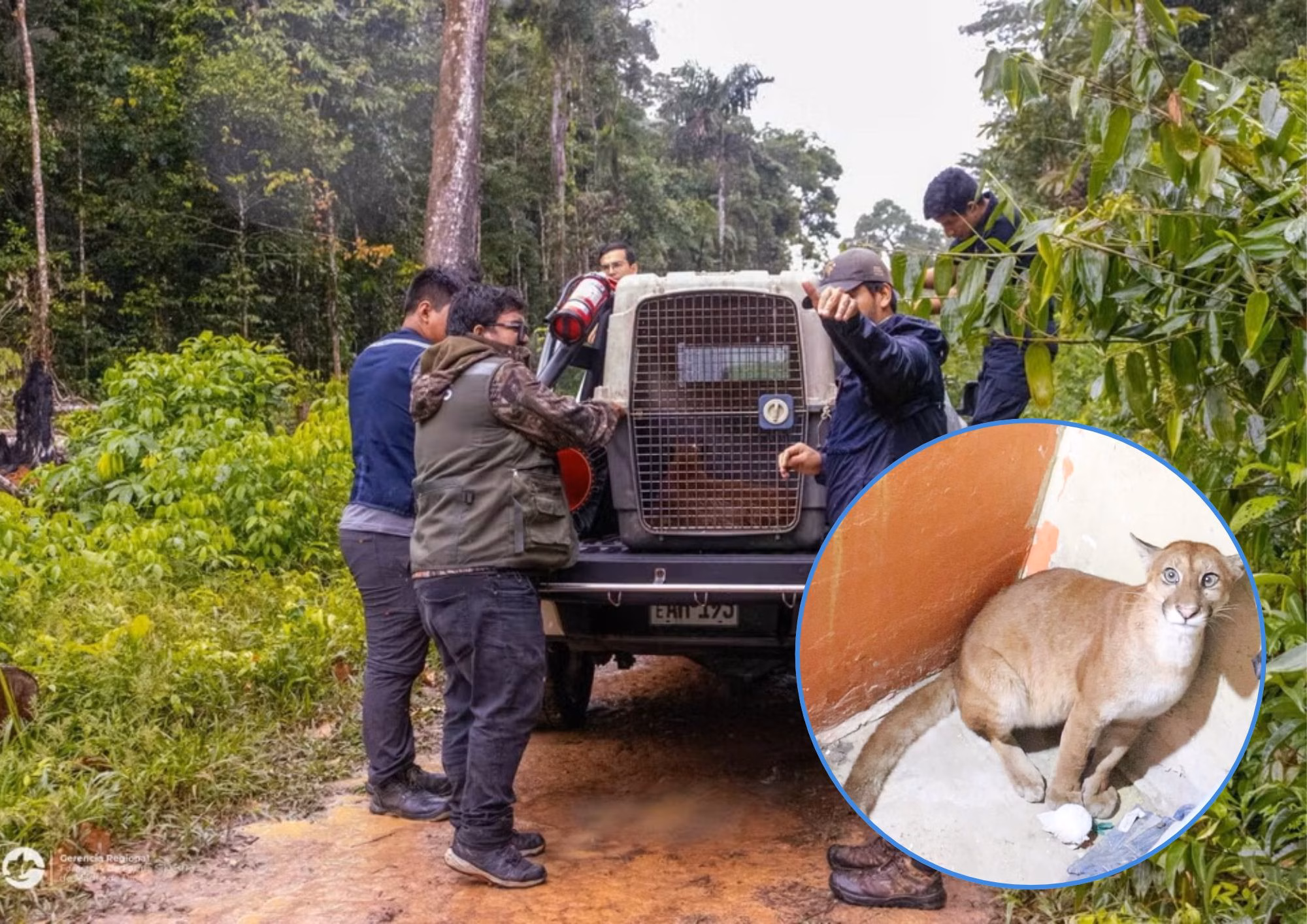 GERFOR rescata a puma juvenil en Madre de Dios