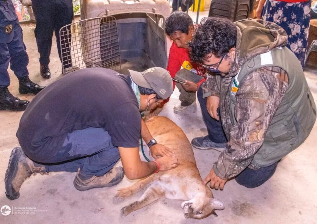 Madre de Dios: rescatan a puma juvenil que ingresó a una vivienda en Puerto Pastora 2026