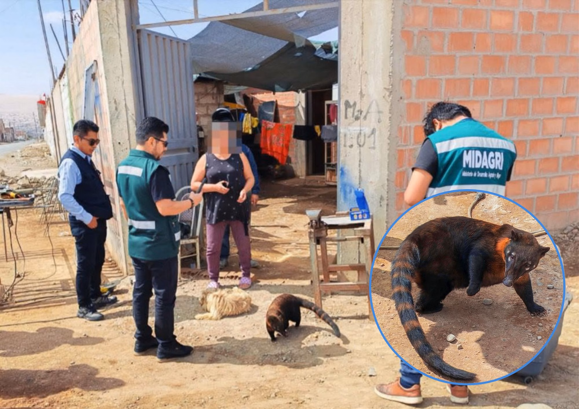 SERFOR rescata a coatí en Tacna