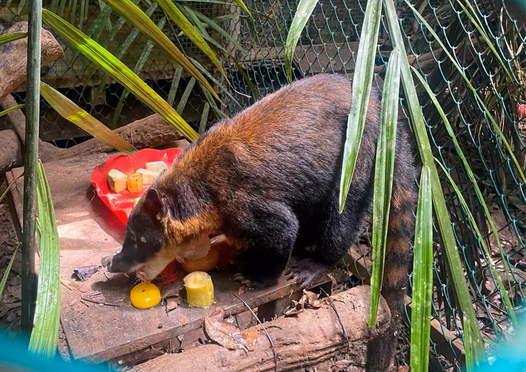 Tacna: SERFOR traslada a coatí rescatado a Madre de Dios, vivía como mascota en una vivienda 2026