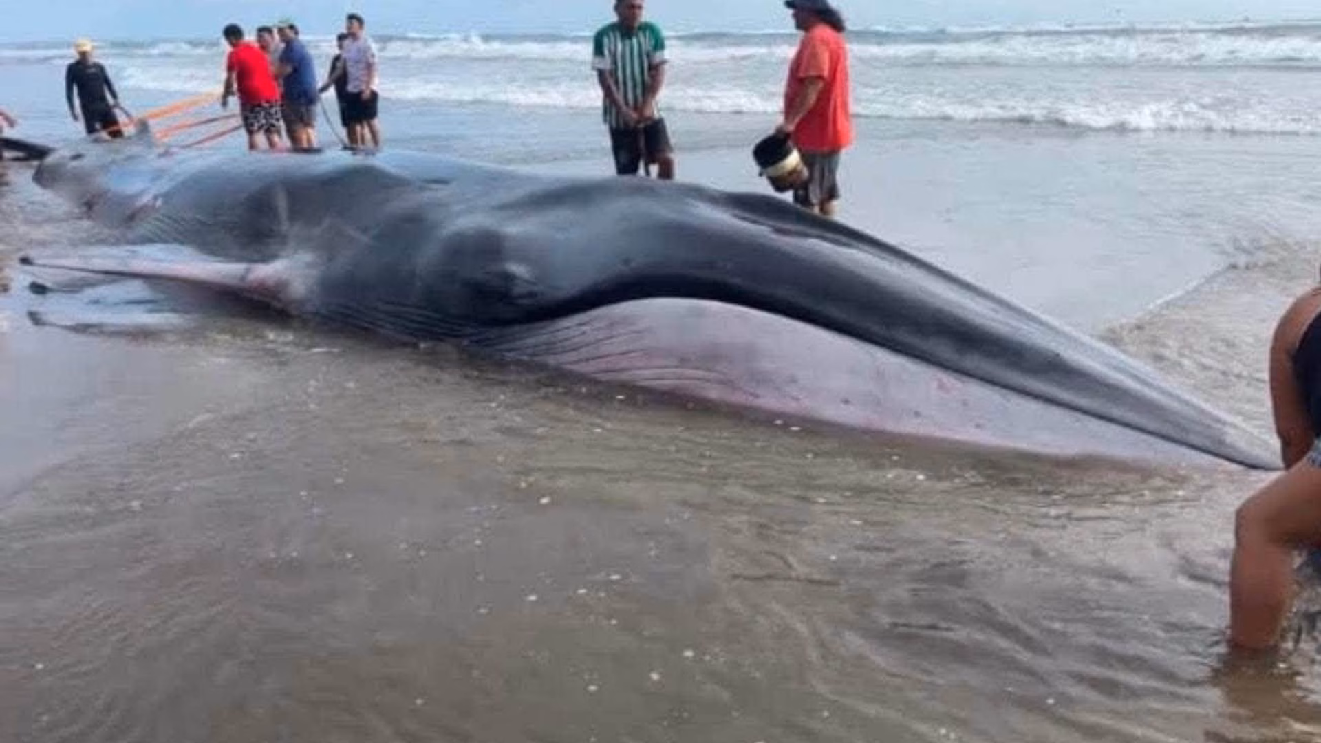 Arequipa: pobladores intentan salvar a ballena bebé varada, pero especialista descarta su recuperación